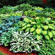 Hosta Funkia ogrodowa mieszanka mix 5 szt.