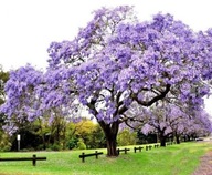 Kyslíkový strom Paulownia Zmšená 3 m Prírastky ročne semená 100 kusov