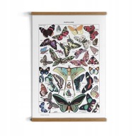 Kolorowe motyle grafika w ramce drewno 21x29 cm