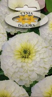 Semená Cynia dahlia biela 1g. Roltico