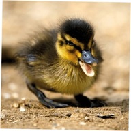 Karnet kwadrat z kopertą Mallard Duckiling