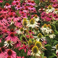 ECHINACEA MIX ODRÔD A FARIEB SEMENÁ