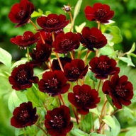 Csokoládé kozmosz - Atrosanguineus