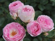 Rózsa Vesalius (C2 konténer)