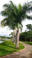 Exotické semená Palmy Kráľovská palma Archontophoenix cunninghamiana