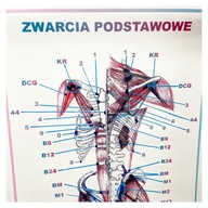 Anatomická tabuľa plagát ZÁKLADNÁ SKRATKA