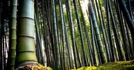 Bambusové semená Dendrocalamus strictu Bambus rovný železný Trávne Rastliny