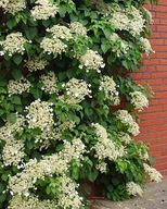 HORTENSJA PNĄCA Hydrangea petiolaris SADZONKA W POJEMNIKU P9