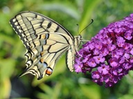 Zmes rastlín lákajúcich motýle 6g V