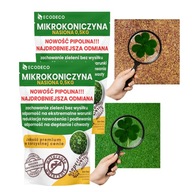 MIKROKONICZYNA do 10 cm KONICZYNA DROBNOLISTNA NASIONA 1KG - 800m2 Trawnik