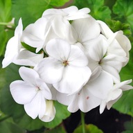 PELARGONIUM BIELA Sortiment F1 zľavnené semená pelargónie