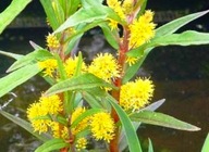 W101 Tojeść bukietowa (Lysimachia thyrsiflora) p9