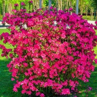 Azalka Japonská Rubinetta Krásna Farba Rubínová Veľké Sadenice v kvetináči 1l
