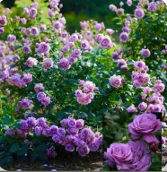 Kúszó rózsa lila | ILLATOS | VIRÁGZÁST ISMÉTEL