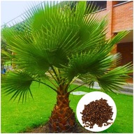 Semená Washingtonia robusta palma mexická kvalita PREMIUM 10 ks