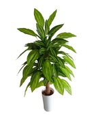 Sztuczne Drzewko Dracena Kwiaty w doniczce 80cm Juka