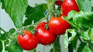 Sadzonki pomidorów - Krakowski pomidor czerwony rozsada P9