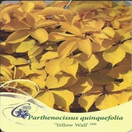 Winobluszcz pięciolistkowy YELLOW WALL PBR Parthenocissus quinquefolia
