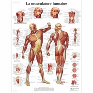 3B Scientific Plagát Anatomický diagram Svalnatý systém