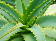 SUPER CENA! Aloes drzewiasty Aloe arborescens d.12