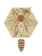 Drevené puzzle MONTESSORI Usilovná včela Stuka Puka