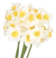 NÁRCISZ CSOKOR NÁRCISZ 41CM 6 ÁGÚ MŰVIRÁG