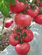 Sadzonka rozsada Pomidor Malinowy Ożarowski