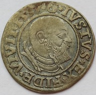 1 grosz 1537 Prusy Królewskie