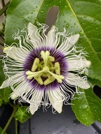 Exotické semená Passiflora Mučenka jedlá Marakuja Passion fruit