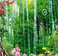 Semená Bambus bambos Bambus trstinový obrovský Rastliny pre živý plot trávy