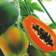 Semená Carica papaya Papája melón pravý Exotické Rastliny Ovocie
