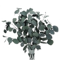 Sušený stabilizovaný zelený eukalyptus, kytica