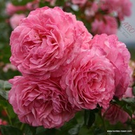 Róża parkowa - Kolner Flora MOCNO PACHNĄCA KORDES DONICZKA 6 LITRÓW