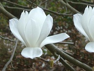 Magnolia "magnolia X soulangeana" BIAŁA