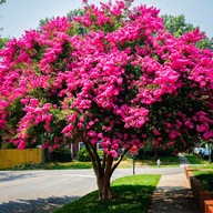 LAGERSTROEMIA INDICA A VILÁG LEGHOSSZABB VIRÁGZÓ BOKRA PINK RÓZSASZÍN 30-50cm