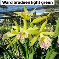Orchidea Brassocatanthe Ward Bradeen Light Green, ideális kollekcióhoz (33L)