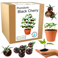 Zestaw do Uprawy Pomidor koktajlowy Black Cherry