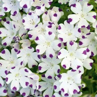 Foltos porcelán FANTASZTIKUS DEKORÁCIÓ A KERTBEN