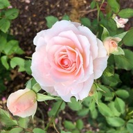 Róża parkowa/kandyjska - Morden Blush PUDROWO-RÓŻOWA PACHNĄCA DONICZKA 4L