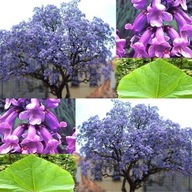 PAULOWNIA Drzewo tlenowe, Drzewo szczęścia OxyTree