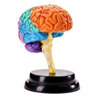 Model mózgu Układanka narządów ludzkich