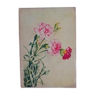 Pocztówka z kwiatami - goździki, z obiegu, 1957 r.