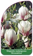 Magnolia soulangeana 'Alexandrina' etykiety