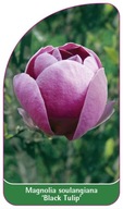 Magnolia soulangiana 'Black Tulip' etykiety