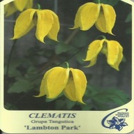 Clematis LAMBTON PARK Grupa Tangutica