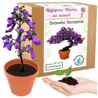 Prezent na Dzień Matki drzewko bonsai zestaw do uprawy Paulownia Cesarska