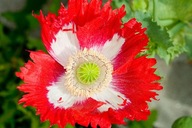 MAK LEKÁRSKY DANISH FLAG PAPAVER SOMNIFERUM 500NAS