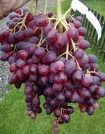 Bezsemenný KISZMISZ VELLES tento rok ovocie. Sadenice viniča 1,2m