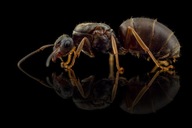 Mrówki Lasius niger Królowa + 1-5 robotnic