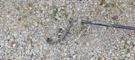stabilizer rod ford custom